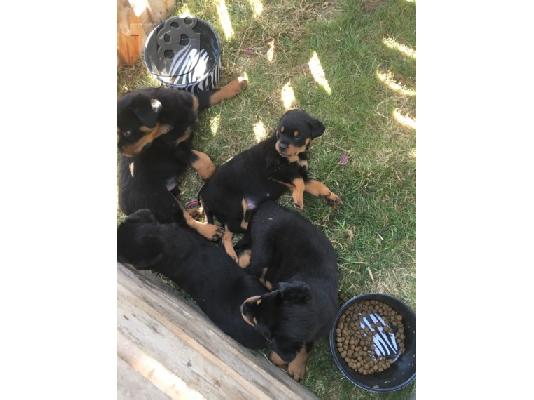 PoulaTo: rottweiler